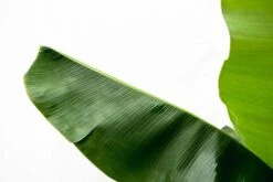 Bananier Xxl - H150cm, ø30cm - Très Grande Plante D'intérieur 7 Bananier Xxl - H150cm, ø30cm - Très Grande Plante D'intérieur -Magasin De Graines De Plantes 4c711f11cbd0bdab