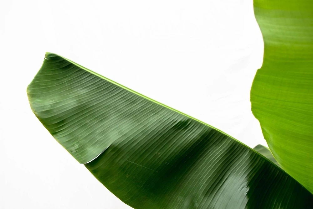 Bananier Xxl - H150cm, ø30cm - Très Grande Plante D'intérieur 3 Bananier Xxl - H150cm, ø30cm - Très Grande Plante D'intérieur – Image 3