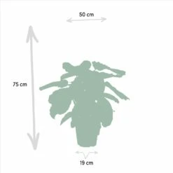 Calathea Medallion - H65cm, ø19cm - Plante D'intérieur -Magasin De Graines De Plantes 4d8ee3c3f1c5247c