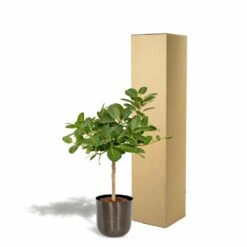 Ficus Benghalensis Et Son Cache-pot Noir - H90cm, ø21cm - Grande Plante D'intérieur 9 Ficus Benghalensis Et Son Cache-pot Noir - H90cm, ø21cm - Grande Plante D'intérieur -Magasin De Graines De Plantes 4eb4833498f77221
