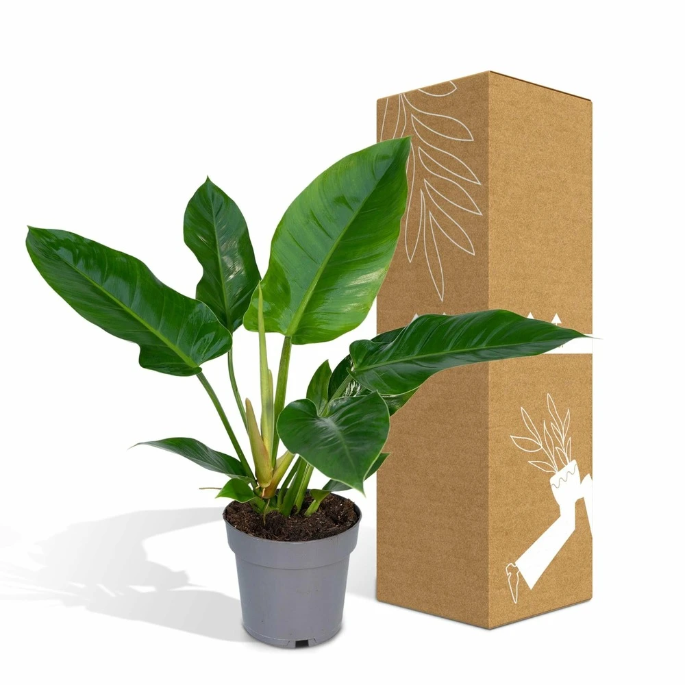 Philodendron Imperial Green - H65cm - ø19cm - Plante D'intérieur 5 Philodendron Imperial Green - H65cm - ø19cm - Plante D'intérieur – Image 5