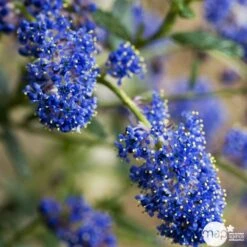 Ceanothus Persistant : C3L H.30/40 - Coloris Variables -Magasin De Graines De Plantes 52752 002