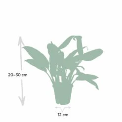 Aglaonema Christina - H30cm, ø12cm - Plante D'intérieur -Magasin De Graines De Plantes 52d68148d9d73b0c