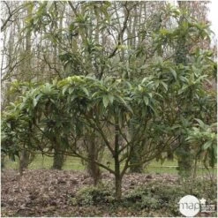 Eriobotrya 'Japonica': Ctr 18L -Magasin De Graines De Plantes 532439 003