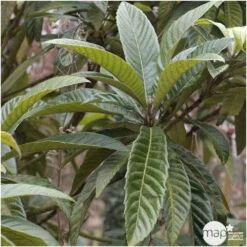 Eriobotrya 'Japonica': Ctr 18L -Magasin De Graines De Plantes 532439 004