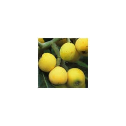 Eriobotrya 'Japonica': Ctr 18L -Magasin De Graines De Plantes 532439 005