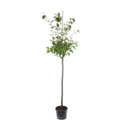 Cognassier: ½ Tige, 4-5 Ans, H 170-180 Cm -Magasin De Graines De Plantes 53339 003