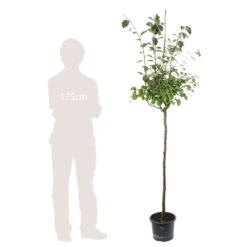 Cognassier: ½ Tige, 4-5 Ans, H 170-180 Cm -Magasin De Graines De Plantes 53339 004