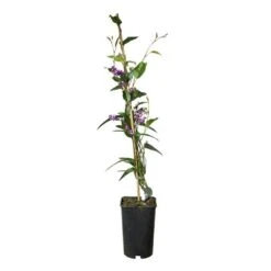 Hardenbergia Violacea - Hardenbergia Violacea 3l -Magasin De Graines De Plantes 5403005547ccef70