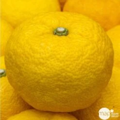 Yuzu AB:pot 3L -Magasin De Graines De Plantes 540978 002