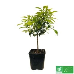 Yuzu AB:pot 3L -Magasin De Graines De Plantes 540978 005