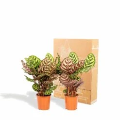 Calathea Makoyana Duo - Plantes D'intérieur -Magasin De Graines De Plantes 5418cd57583384fb
