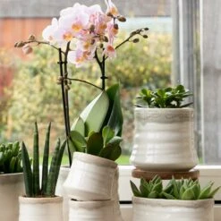 Crassula - H18cm, ø9cm - Plante D'intérieur -Magasin De Graines De Plantes 54972b4e5147b8f7