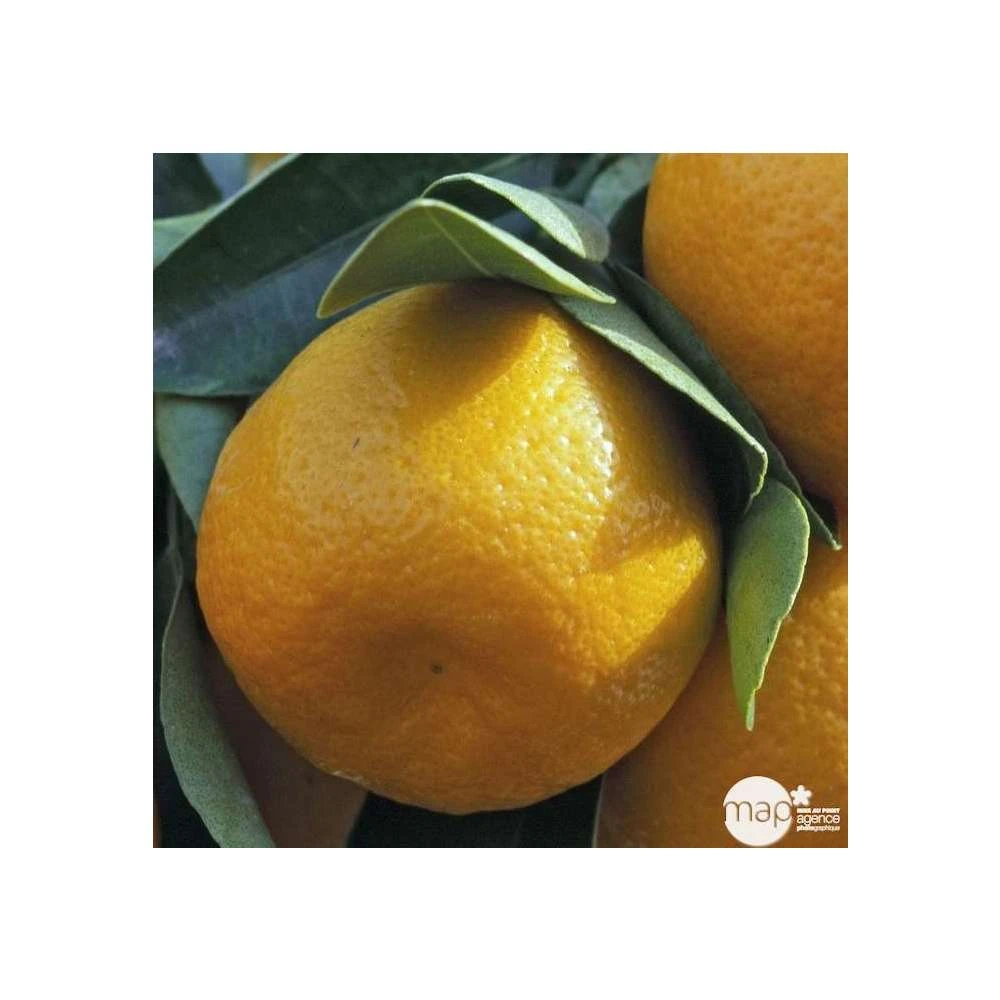 Agrumes XXL: C 5L - Variétés Variables 2 Agrumes XXL: C 5L - Variétés Variables – Image 2