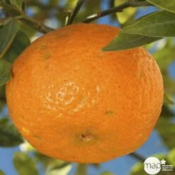 Agrumes XXL: C 5L - Variétés Variables 6 Agrumes XXL: C 5L - Variétés Variables -Magasin De Graines De Plantes 552321 003