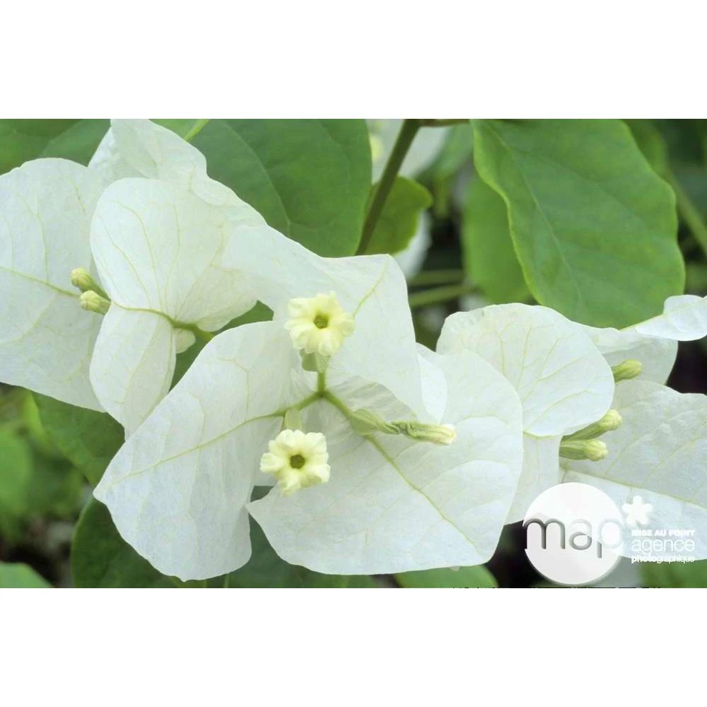 Bougainvillea : Pyramide D17cm - Coloris Variables 1 Bougainvillea : Pyramide D17cm - Coloris Variables