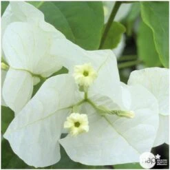 Bougainvillea : Pyramide D17cm - Coloris Variables 7 Bougainvillea : Pyramide D17cm - Coloris Variables -Magasin De Graines De Plantes 556286 004