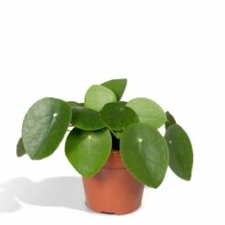 Pilea Peperomiodes - H20cm, ø12cm - Plante D'intérieur