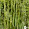 Equisetum Japonica : C.5L