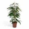 Ficus Amstel King - H100cm, ø21cm - Très Grande Plante D'intérieur
