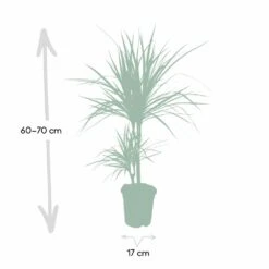 Dracaena Marginata - H70cm, ø17cm - Grande Plante D'intérieur -Magasin De Graines De Plantes 59154e5733f16093