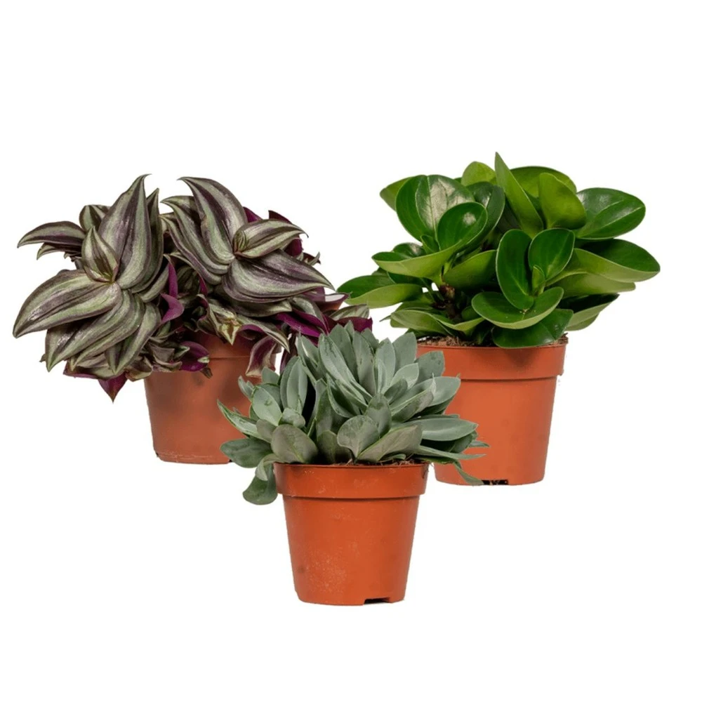 Box 3 Plantes D'intérieur - H20cm, ø12cm - Plantes D'intérieur 1 Box 3 Plantes D'intérieur - H20cm, ø12cm - Plantes D'intérieur