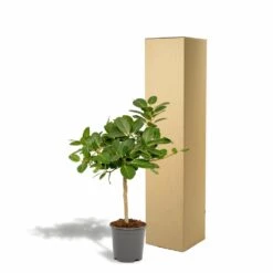 Ficus Benghalensis - H75cm, ø21cm - Grande Plante D'intérieur -Magasin De Graines De Plantes 5c1e293321750c74