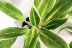 Plante Verte - Aglaonema Lipstick Green - H25cm, ø9cm - Plante D'intérieur -Magasin De Graines De Plantes 5d00ec58edb9ad7a