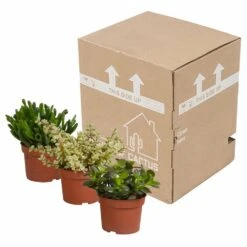 Crassula, Box De 3 Plantes - H15cm, ø10,5cm - Plantes D'intérieur -Magasin De Graines De Plantes 5ddb1b051b6db20b