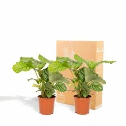 Calathea Orbifolia Duo - Plantes D'intérieur -Magasin De Graines De Plantes 5e0f61b3897bc3d1