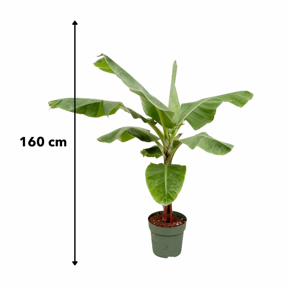 Bananier Xxl - H150cm, ø30cm - Très Grande Plante D'intérieur 5 Bananier Xxl - H150cm, ø30cm - Très Grande Plante D'intérieur – Image 5