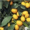 Kumquat : H.40/60 Cm - Pot De 5 Litres
