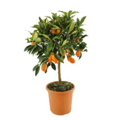 Kumquat : H.40/60 Cm - Pot De 5 Litres -Magasin De Graines De Plantes 619976 003