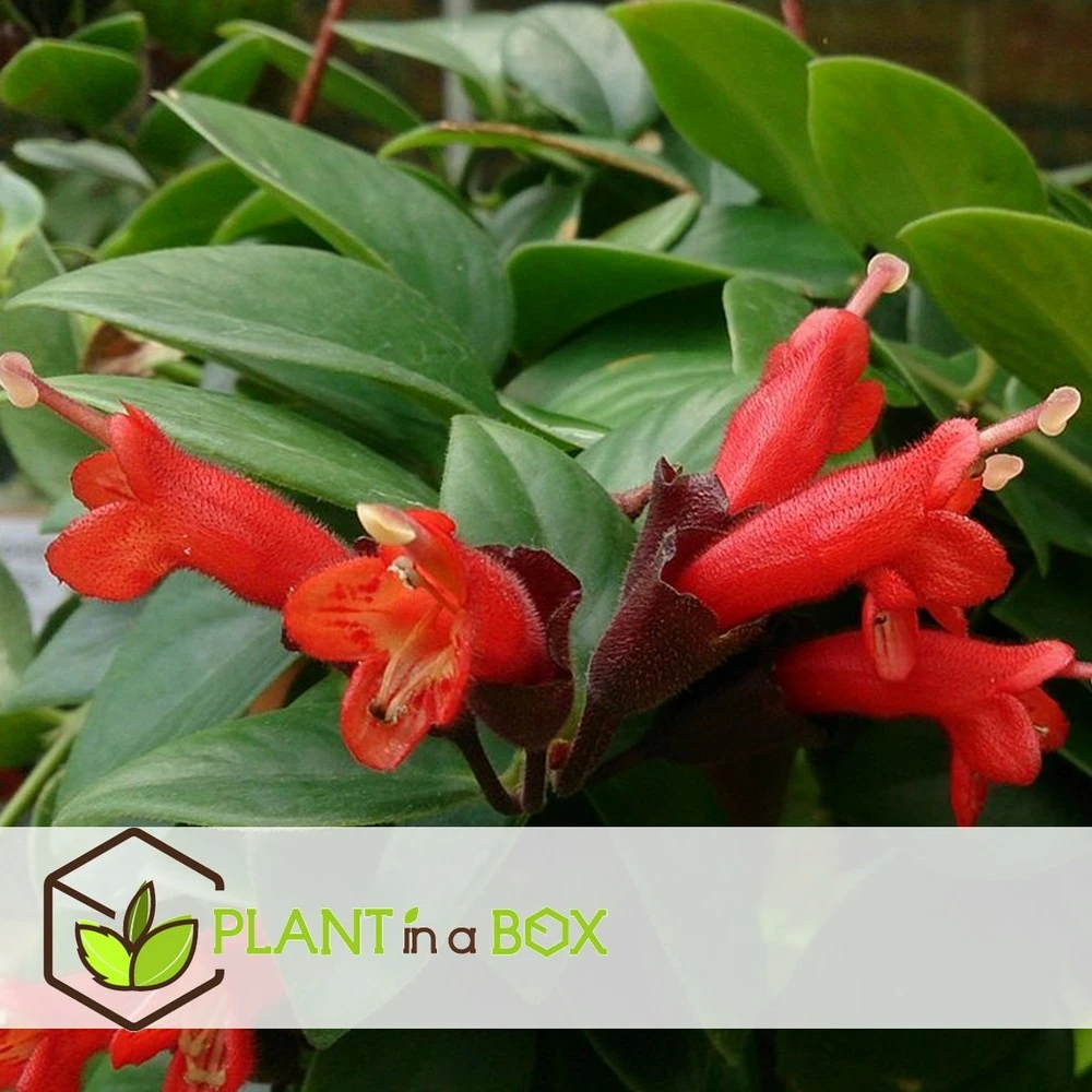 Aeschynanthus Twister - Pot ⌀15cm - L.25cm (hauteur Pot Incluse) 4 Aeschynanthus Twister - Pot ⌀15cm - L.25cm (hauteur Pot Incluse) – Image 4