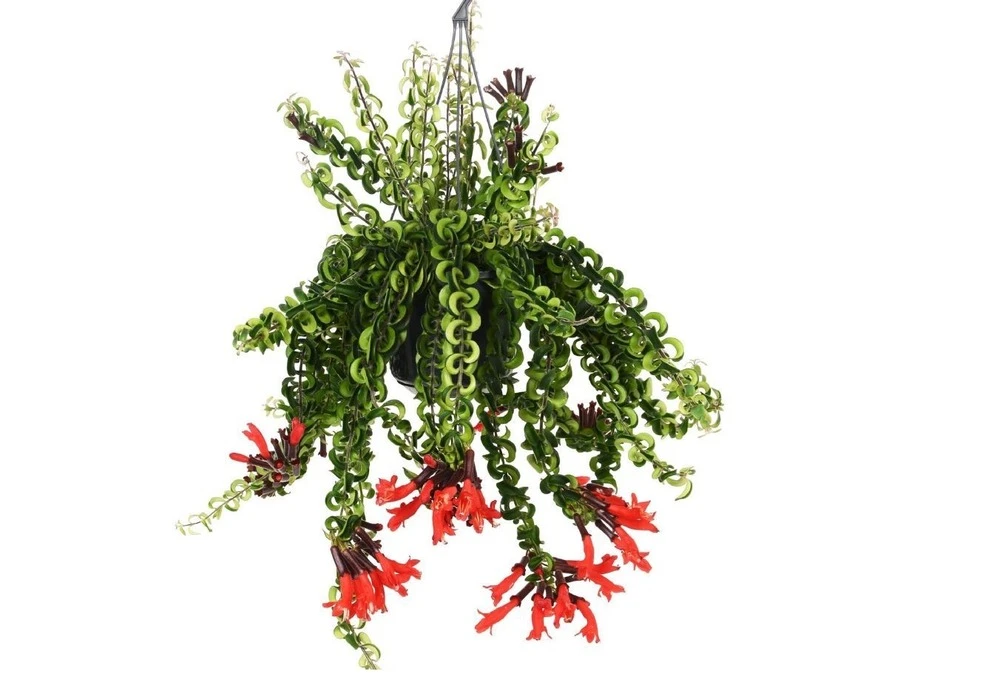 Aeschynanthus Twister - Pot ⌀15cm - L.25cm (hauteur Pot Incluse) 1 Aeschynanthus Twister - Pot ⌀15cm - L.25cm (hauteur Pot Incluse)
