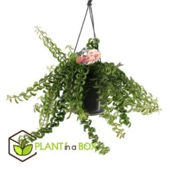 Aeschynanthus Twister - Pot ⌀15cm - L.25cm (hauteur Pot Incluse) 6 Aeschynanthus Twister - Pot ⌀15cm - L.25cm (hauteur Pot Incluse) -Magasin De Graines De Plantes 628631ff311e07.84525760