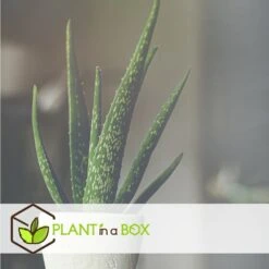 Set De 3 Aloë Vera - Pot ⌀12 Cm - H.20-30 Cm (hauteur Du Pot Incluse) -Magasin De Graines De Plantes 628632b25d8728.70560661