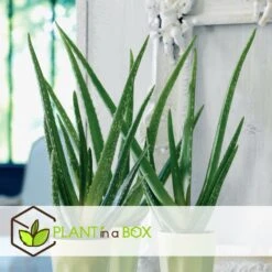 Set De 3 Aloë Vera - Pot ⌀12 Cm - H.20-30 Cm (hauteur Du Pot Incluse) -Magasin De Graines De Plantes 628632b263b983.03284251