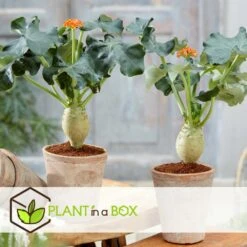 Set De 2 Jatropha Podagrica - Pot ⌀13cm - H.25-45cm (hauteur Pot Incluse) -Magasin De Graines De Plantes 628632b34fdc44.40632517