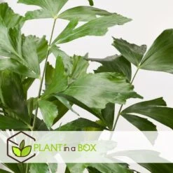 Caryota Mitis - Pot ⌀27 Cm - H. 120-130cm (hauteur Pot Incluse) -Magasin De Graines De Plantes 628632b4a09989.02712162