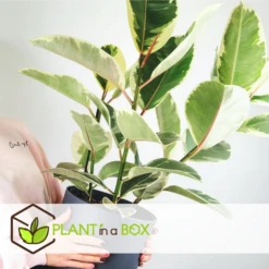 Ficus Elastica Tineke - Pot ⌀24cm - H.80-100cm (hauteur Pot Incluse) 6 Ficus Elastica Tineke - Pot ⌀24cm - H.80-100cm (hauteur Pot Incluse) -Magasin De Graines De Plantes 628632b95950e8.89576887