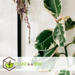 Ficus Elastica Tineke - Pot ⌀24cm - H.80-100cm (hauteur Pot Incluse) 7 Ficus Elastica Tineke - Pot ⌀24cm - H.80-100cm (hauteur Pot Incluse) -Magasin De Graines De Plantes 628632b9988080.85837327