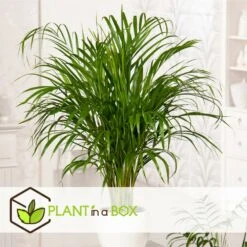 Palmier Areca - Pot ⌀27 Cm - H. 140-150cm (hauteur Pot Incluse) -Magasin De Graines De Plantes 628632bc506f44.58266034