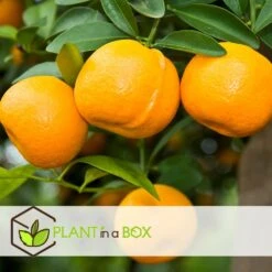 Assorti De 6 Citrus - Pot ⌀9 Cm - H.25-40cm (hauteur Pot Incluse) 6 Assorti De 6 Citrus - Pot ⌀9 Cm - H.25-40cm (hauteur Pot Incluse) -Magasin De Graines De Plantes 62868e16a2c885.98770529