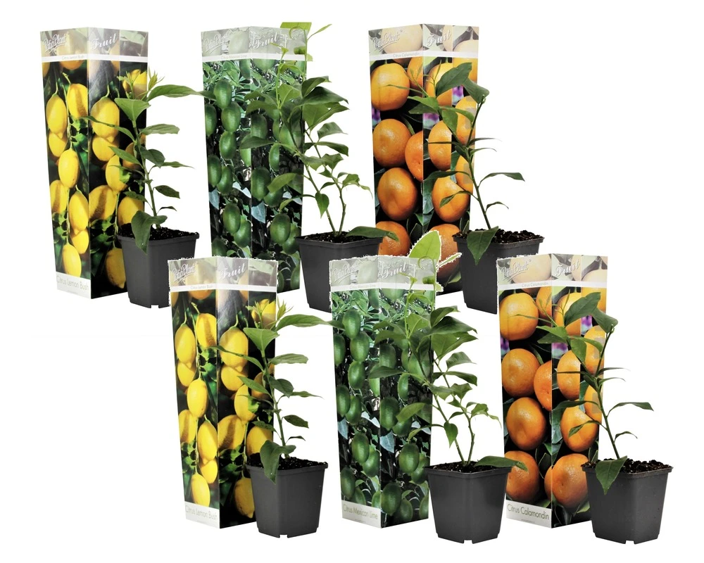 Assorti De 6 Citrus - Pot ⌀9 Cm - H.25-40cm (hauteur Pot Incluse) 1 Assorti De 6 Citrus - Pot ⌀9 Cm - H.25-40cm (hauteur Pot Incluse)