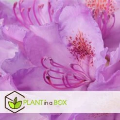 Assorti De 3 Rhododendron - Pot ⌀9cm - H.25-40cm (hauteur Pot Incluse) 7 Assorti De 3 Rhododendron - Pot ⌀9cm - H.25-40cm (hauteur Pot Incluse) -Magasin De Graines De Plantes 628bcc62089c45.24594978