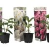 Assorti De 3 Rhododendron - Pot ⌀9cm - H.25-40cm (hauteur Pot Incluse)