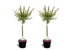 Set De 2 Salix Flamingo - Pot ⌀17cm - H.60-80cm (hauteur Pot Incluse)