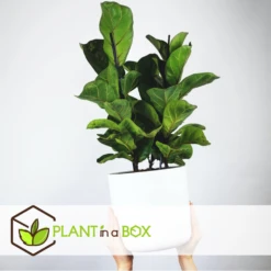 Ficus Lyrata - Pot ⌀21cm - H.90-110cm (hauteur Pot Incluse) -Magasin De Graines De Plantes 628bcf282ed869.06342210