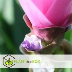 Curcuma - Pot ⌀19cm - H.80-100cm (hauteur Pot Incluse) 7 Curcuma - Pot ⌀19cm - H.80-100cm (hauteur Pot Incluse) -Magasin De Graines De Plantes 628bcf3a0d6bd5.28990083
